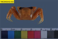 藏品(斯氏沙蟹)的圖片